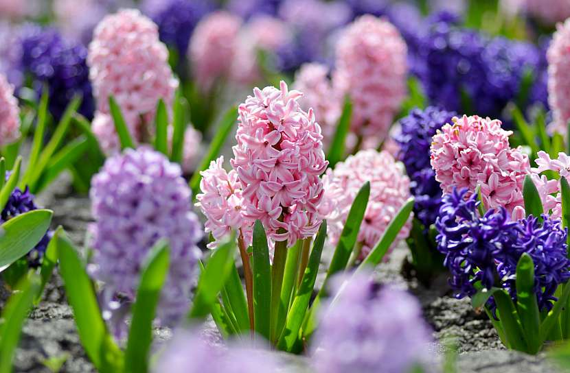 Hyacint je oblíbená jarní cibulovina