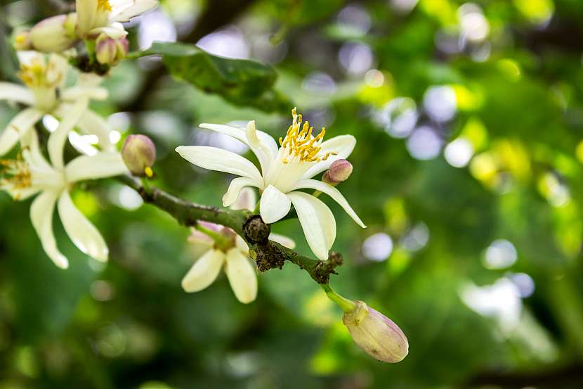 Bílé květy citrusů nádherně voní