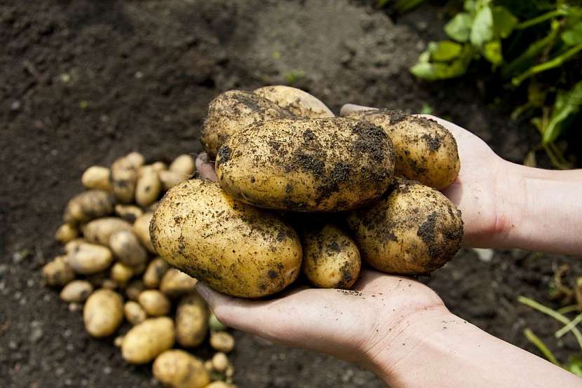 Víte, co je krechtování? Uskladnění brambor podle našich předků