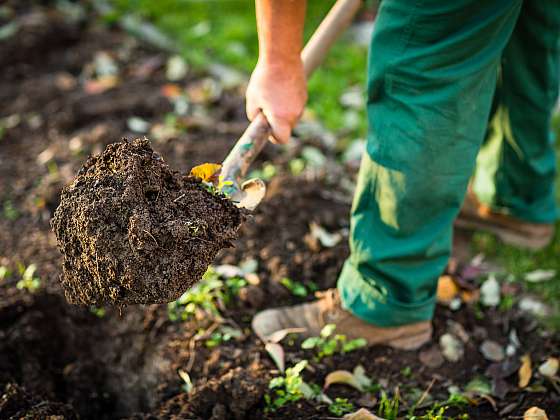 Podzimní příprava půdy záhonů je velmi důležitá a pro půdu i rostliny nesmírně prospěšná. Nepodceňujte rytí a hnojení (Zdroj: Depositphotos (https://cz.depositphotos.com))