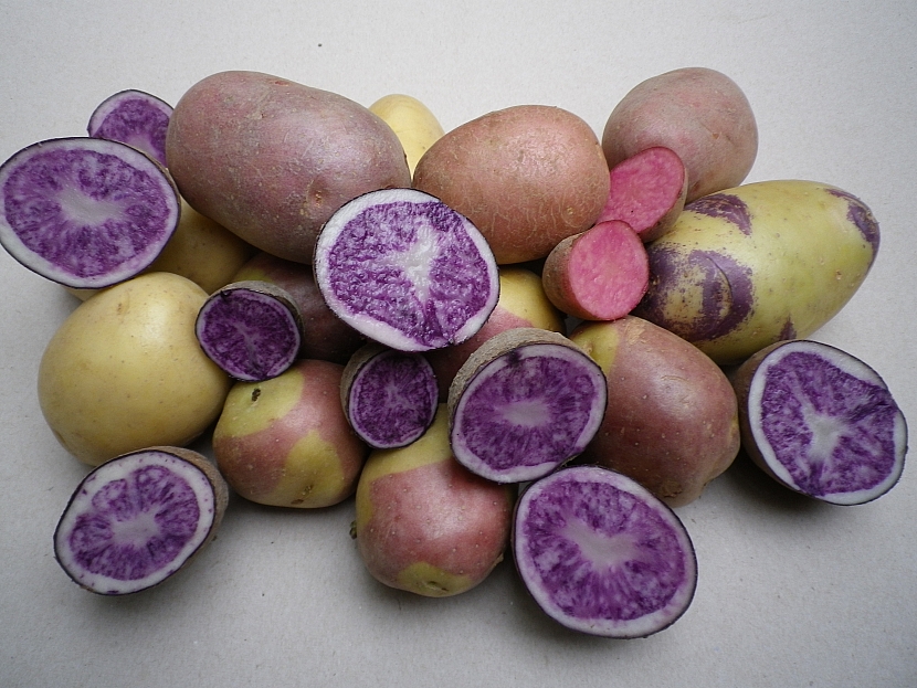 Trochu jiné brambory (Zdroj: Ludmila Dušková)