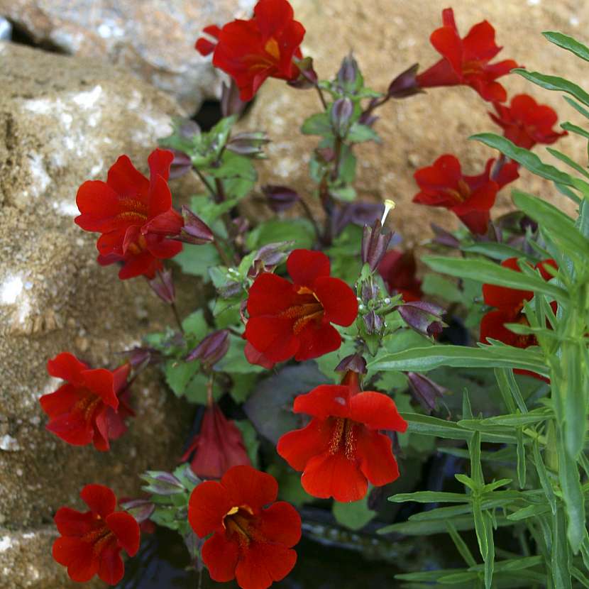 Kejklířka Mimulus cupreus Whitecroft Scarlet ohnivě kvete a patří k těm nejkrásnějším vlhkomilným rostlinám