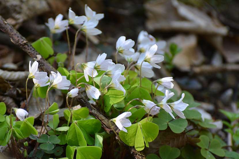 Listy rostliny oxalis připomínají jetel