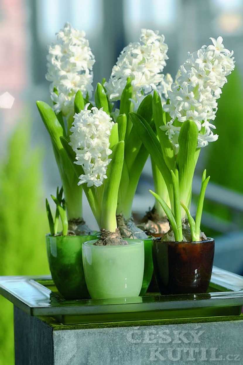 Pozvěte si do bytu jaro aneb Jarní hyacinty