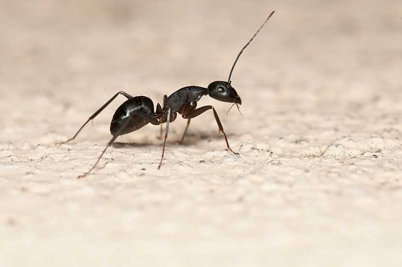 Přemnožení mravenci okolo domu a v zahradě můžou způsobit velké škody (Zdroj: Depositphotos)