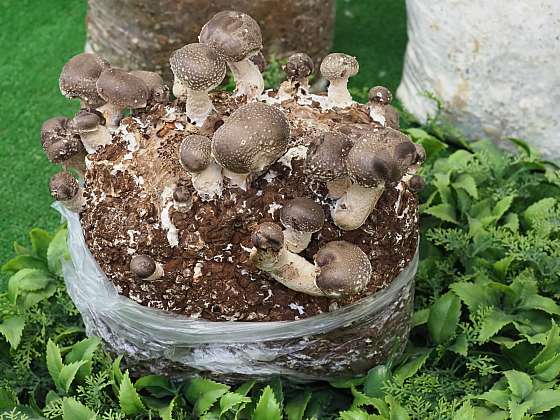 Léčivé houby, mezi které patří také chutná shiitake, vypěstujete i uměle (Depositphotos (https://cz.depositphotos.com))