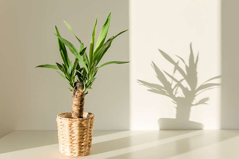 Juku můžete pěstovat i jako pokojovou rostlinu (Zdroj: Depositphotos (https://cz.depositphotos.com))