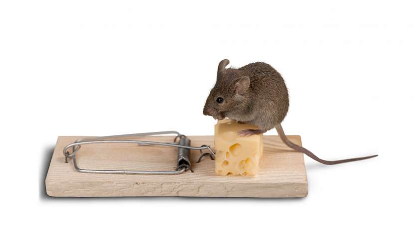 Klasické pastičky na myši někdy nezabírají