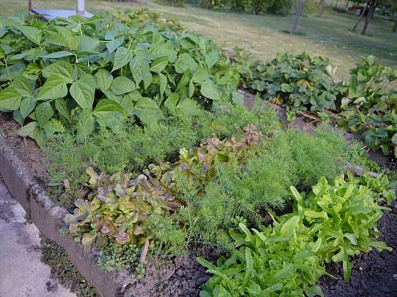 Smíšená kultura by měla být nedílnou součástí plánování každé zeleninové zahrady (Zdroj: Jaromír Malich)