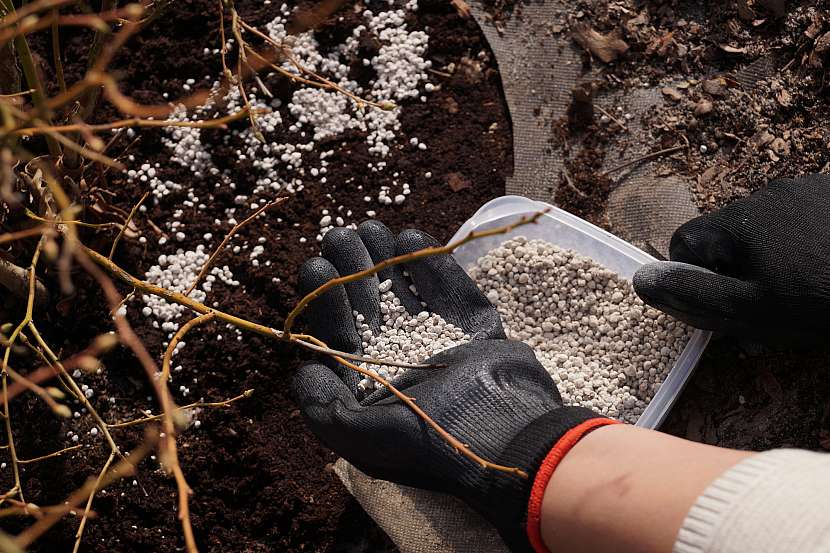 Použijte vhodné hnojivo bez chloru a vápníku