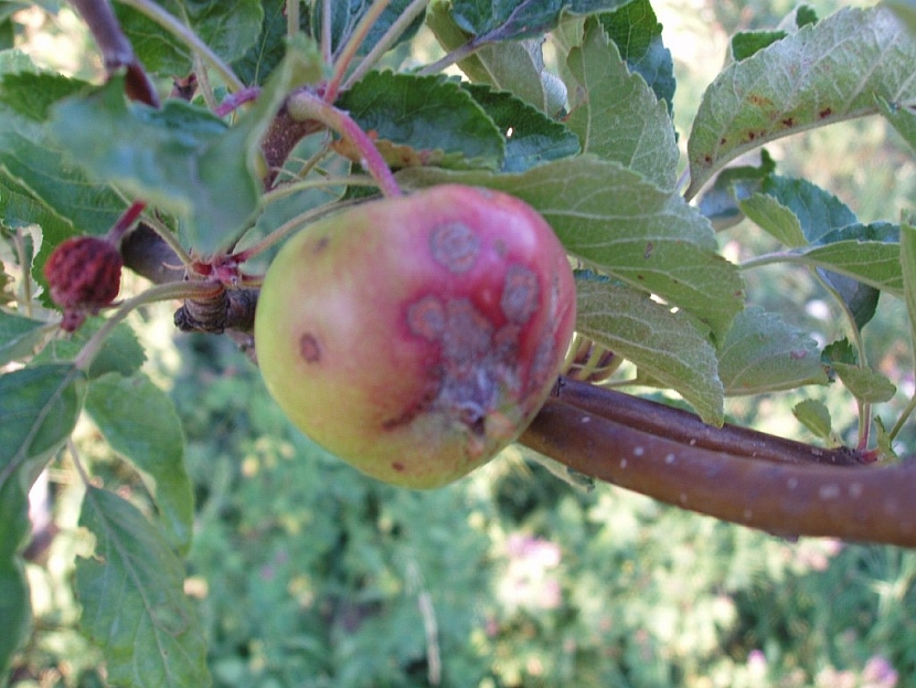 Strupovitost je nejčastější houbová chorobu jabloní