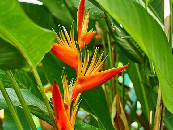 Heliconia: nezvyklá exotická kráska