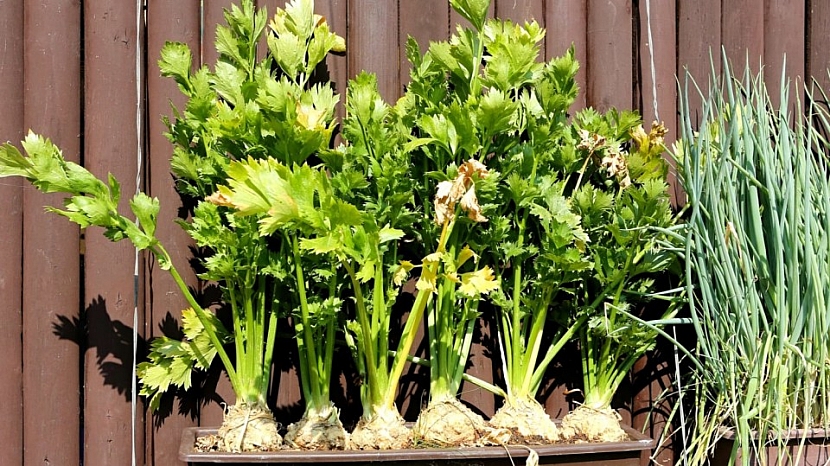 Jak pěstovat zeleninu v truhlíku?