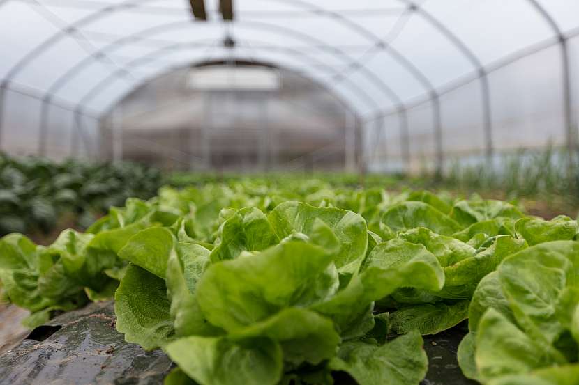 Pěstujte zeleninu ve skleníku i v zimě (Zdroj: Depositphotos (https://cz.depositphotos.com))