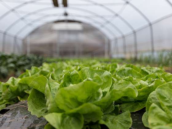 Pěstujte zeleninu ve skleníku i v zimě (Zdroj: Depositphotos (https://cz.depositphotos.com))
