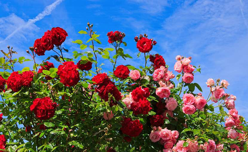 Na podzim růže sázejte a pečujte o ně (Zdroj: Depositphotos (https://cz.depositphotos.com))