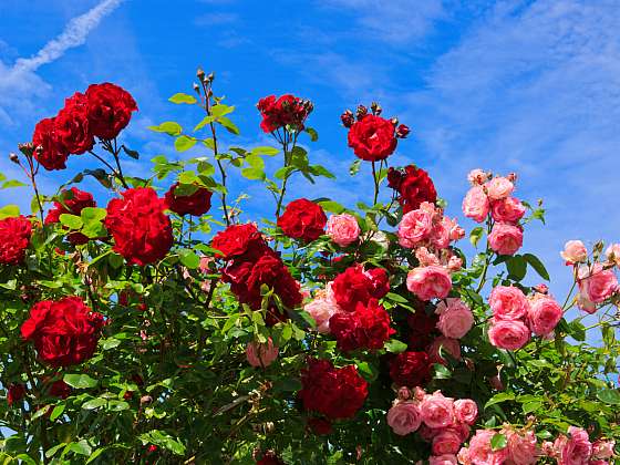 Na podzim růže sázejte a pečujte o ně (Zdroj: Depositphotos (https://cz.depositphotos.com))