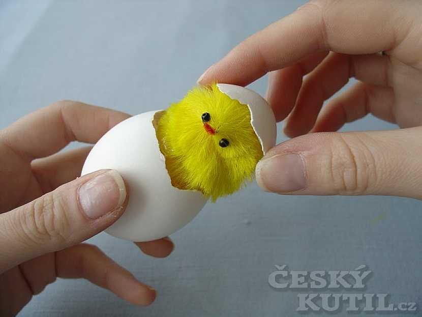 Kuřátko ve vajíčku