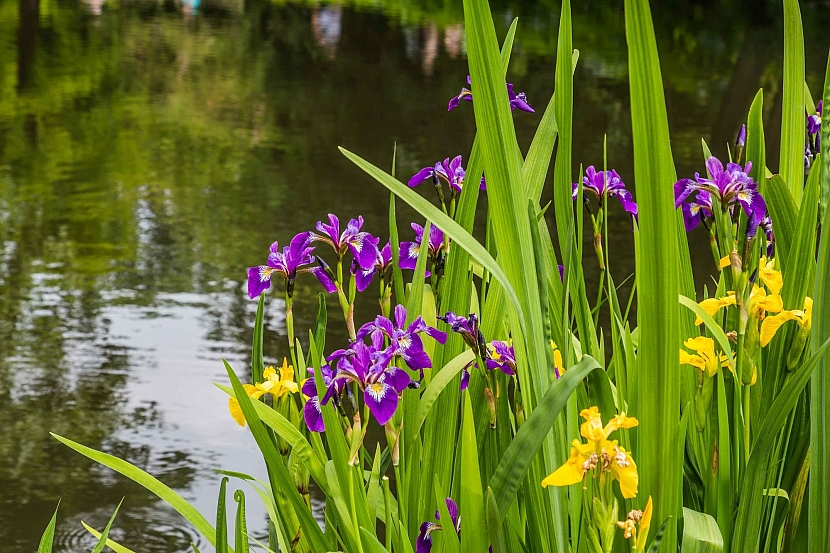 Iris se často pěstuje jako vodní či bahenní rostlina