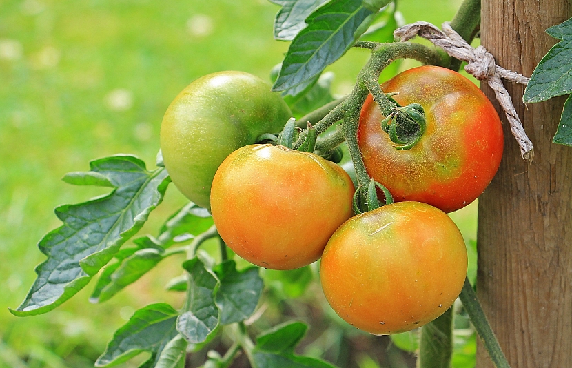 Poradíme vám, jak můžete zachránit poslední plody léta (Zdroj: pixabay.com) 
