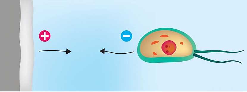 1. Buňky plísní a bakterií jsou elektrostatickými silami přitahovány k nátěru. Dosedají na povrch.