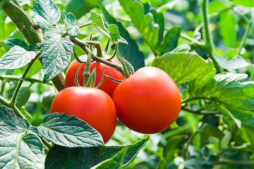 Skvrny na rajčatech nejsou pro úrodu dobré