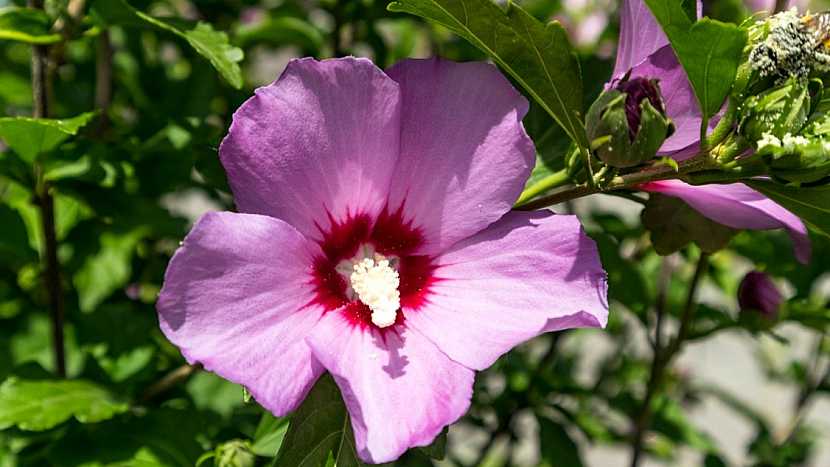 Ibišek syrský (Hibiscus syriacus) kultivar ‘Woodbridge‘