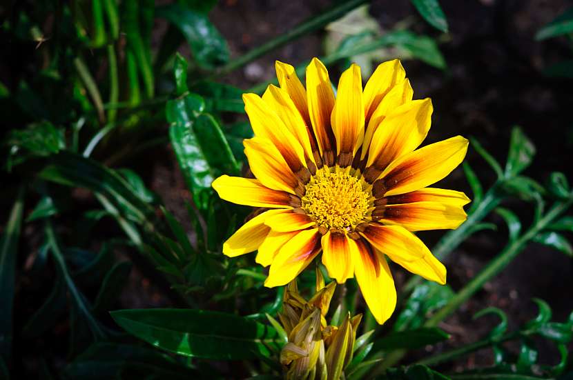Nízký růst a široký rozpětí květů gazánii činí atraktivním doplňkem do zahrady nebo okenního parapetu.