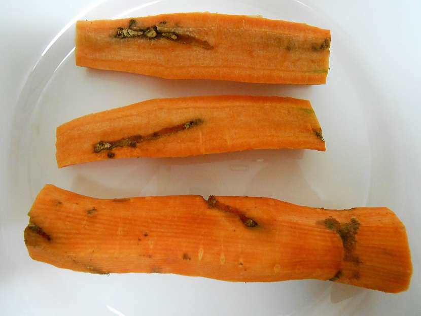 Pochmurnatka mrkvová
