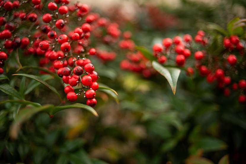 Nandina domácí se nejčastěji vysazuje jako rostlina neobvyklého vzhledu s mnoha drobnými květy a sytě červenými plody