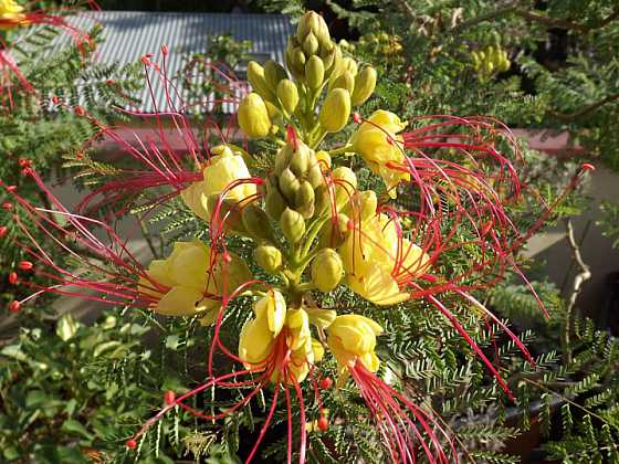 Sapan Gilliesův (Caesalpinia Gilliesii) má velmi atraktivní a příjemně vonící květy