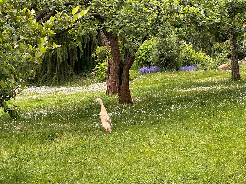 Plemeno kachny indický běžec prošmejdí každé zákoutí zahrady a má rádo slimáky jako pochutinu