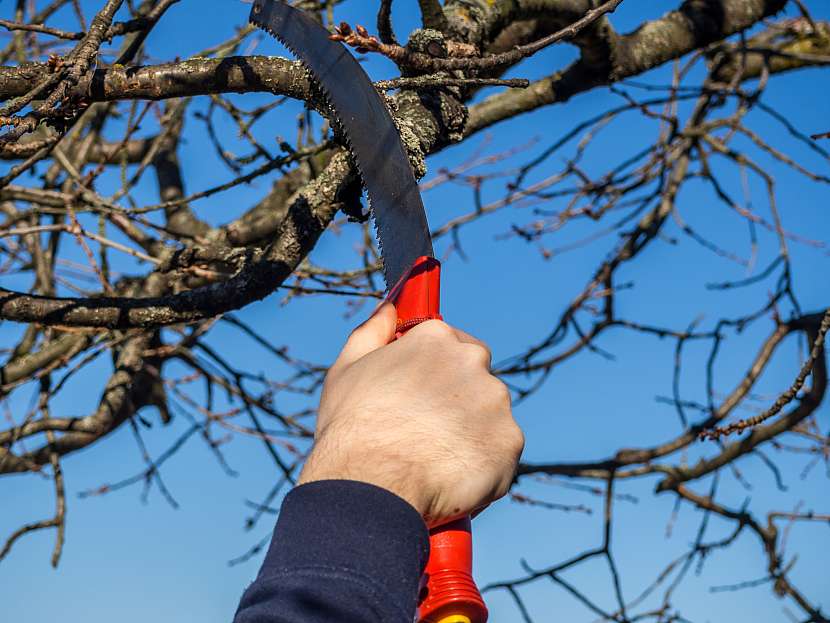 Na slabé větve stačí zahradnický nůž