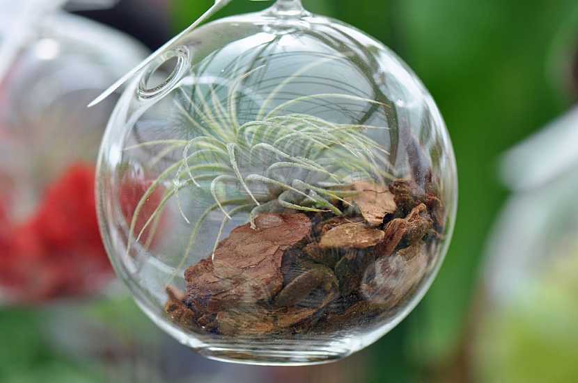 Tilandsie je skvělá rostlinka pro mechové terárium ve skle