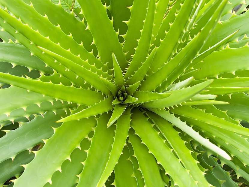 Aloe představuje i pěknou nádobovou rostlinu