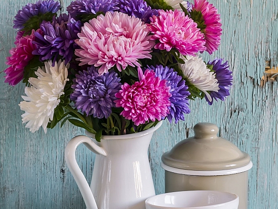 Mezi květiny vhodné k řezu patří i astry (Zdroj: Depositphotos)