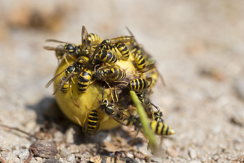 Otravné a nebezpečné vosy útočí na zrající ovoce. Jak je vypudit? (Zdroj: Depositphotos)
