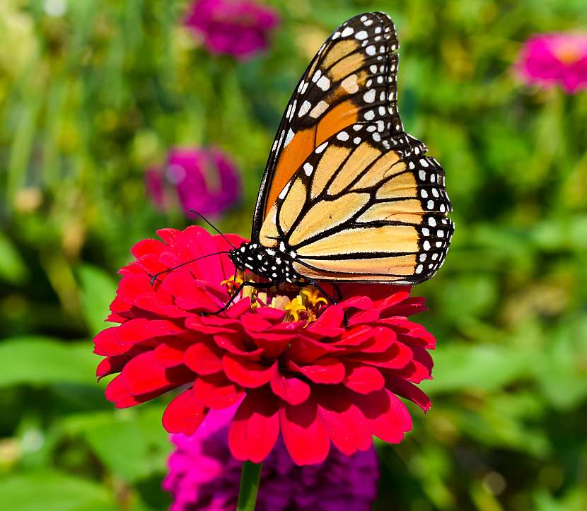 Motýli do naší zahrady přiletí jen tehdy, máme-li jim co nabídnout jako potravu (Zdroj: Depositphotos (https://cz.depositphotos.com))
