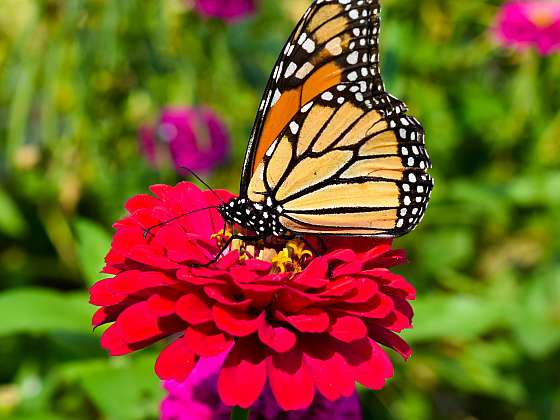 Motýli do naší zahrady přiletí jen tehdy, máme-li jim co nabídnout jako potravu (Zdroj: Depositphotos (https://cz.depositphotos.com))