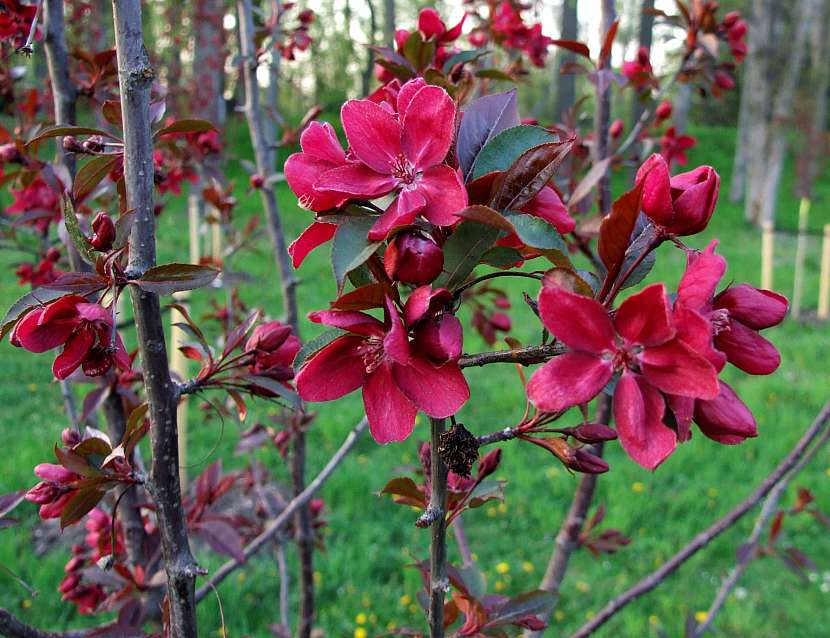 Rašící červenolistá jabloň - krásu umocní i květy, které se objevují spolu s rašícími listy