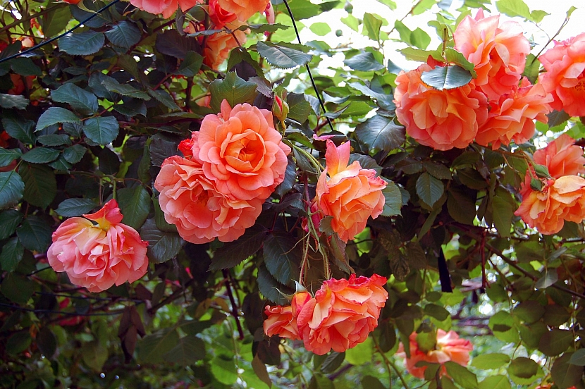 Růže, královny květin (Zdroj: Depositphotos.com)