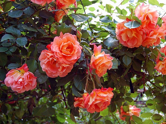 Růže, královny květin (Zdroj: Depositphotos.com)