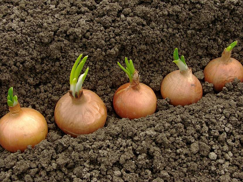 Výsadba cibule se provádí na jaře nebo na podzim