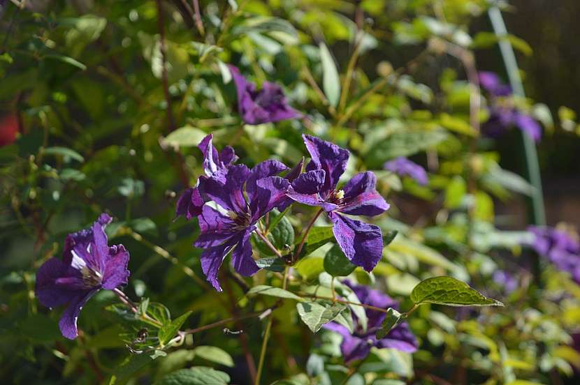 Plamenka rodu Clematis je oblíbená kvůli květům, i když pěstování je náročnější