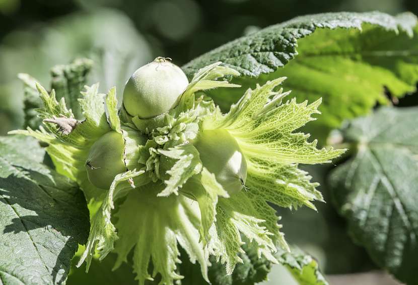 Typické lískové plody s punčoškou dozrávají od konce léta do začátku podzimu, záleží na odrůdě a klimatických podmínkách
