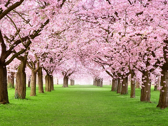 Kvetoucí sakury patří neodmyslitelně do japonské zahrady (Zdroj: Depositphotos.com)