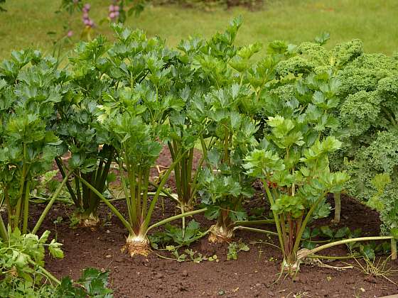 Kořenová zelenina, zvláště pak celer, nesmí chybět na žádné zeleninové zahrádce (Zdroj: Jaromír Malich)
