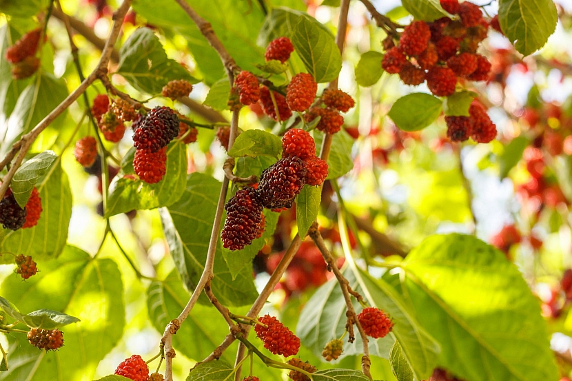 Morušovníky jsou dekorativní stromy, v létě obsypané plody (Zdroj: Depositphotos.com)