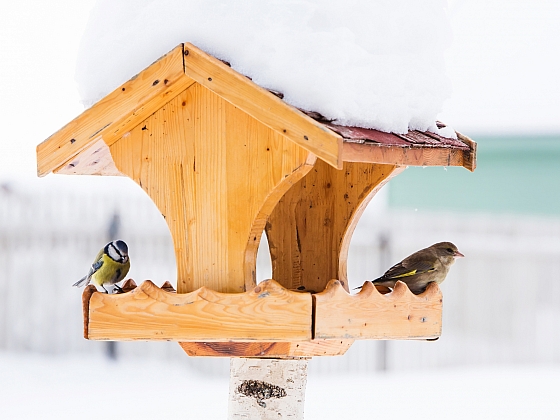 Připravte se na zimní krmení ptactva (Zdroj: Depositphotos)
