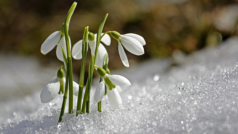 Únor v lidové meteorologii: obvykle rozkvetou první květy sněženek a bledulí